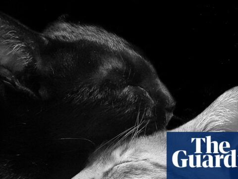 ‘My cats are always grooming, chasing or cuddling’: Sagar Pavale’s best phone picture | Photography