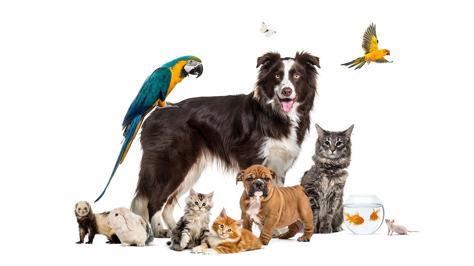 Best Pets for Families: Which Animal Is Right for You?