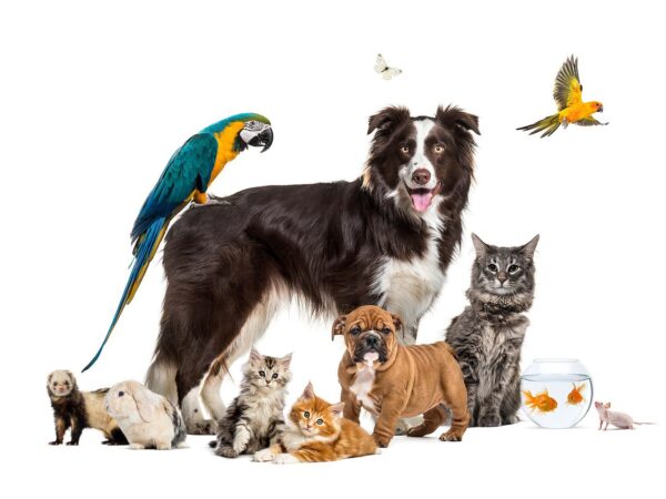 Best Pets for Families: Which Animal Is Right for You?