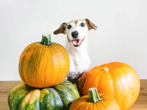 The Benefits of Pumpkin for Your Dog or Cat