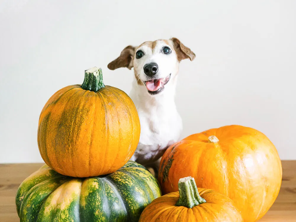 The Benefits of Pumpkin for Your Dog or Cat