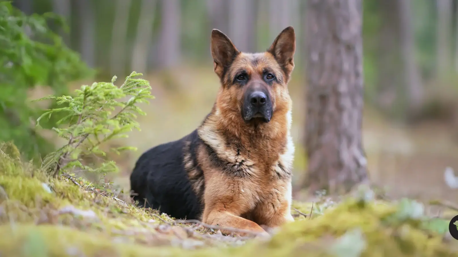German Shepherd K-9