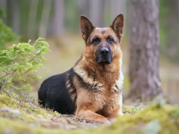 German Shepherd K-9