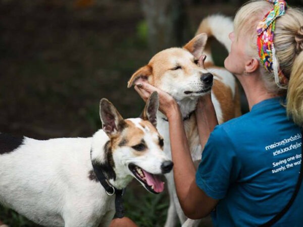 Why You Should Adopt a Rescue Pet
