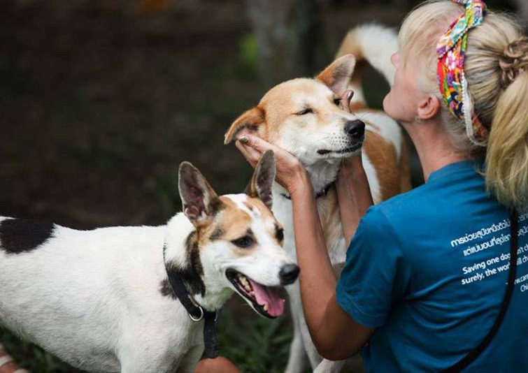 Why You Should Adopt a Rescue Pet