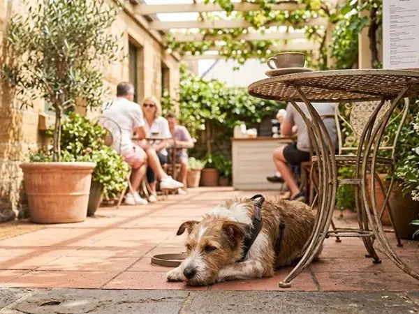 The Best Dog-Friendly Cafes in Melbourne's North