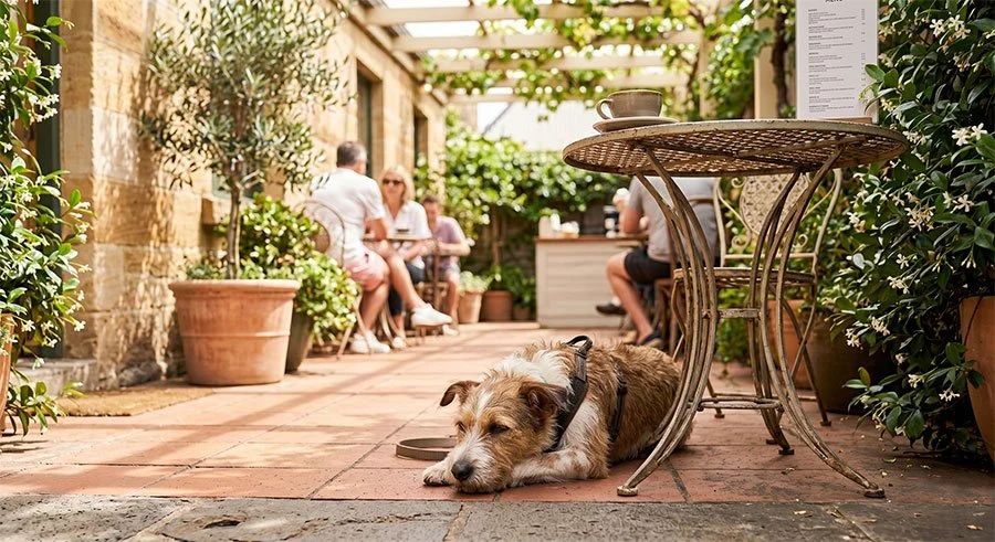 The Best Dog-Friendly Cafes in Melbourne's North