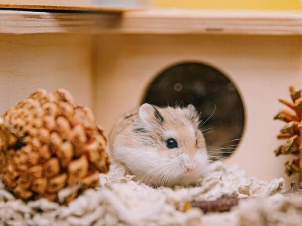 Hamster Adoption: What New Owners Should Know Before Starting