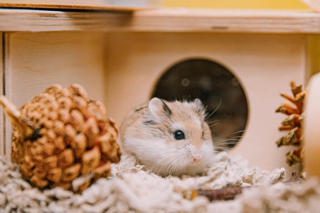 Hamster Adoption: What New Owners Should Know Before Starting