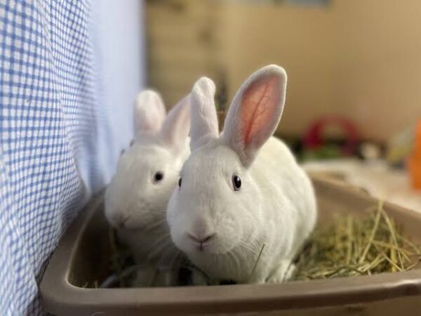 Rabbit Adoption: What to Know Before Bringing a Rabbit Home