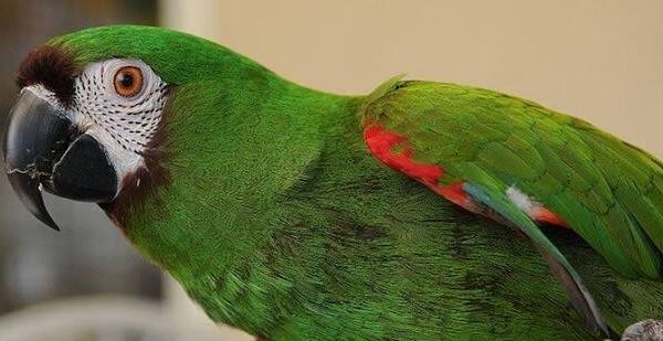 Bird Adoption: How to Choose and Care for an Adopted Bird