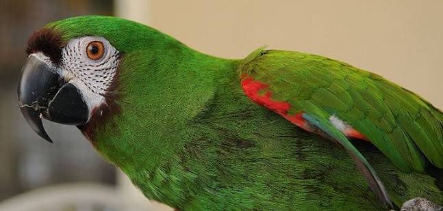 Bird Adoption: How to Choose and Care for an Adopted Bird
