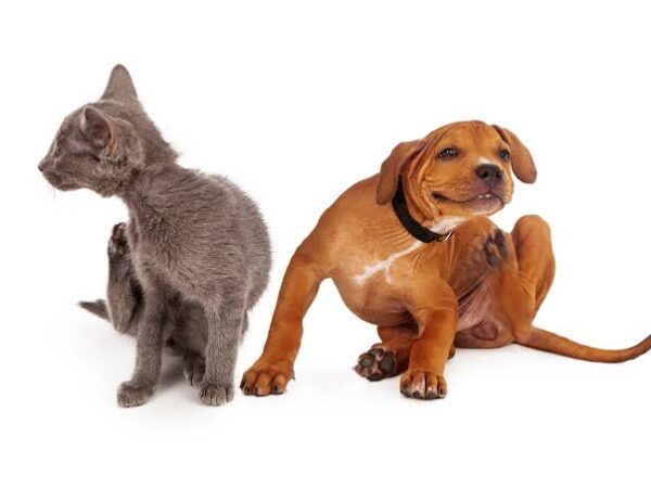 The Ultimate Dog Flea