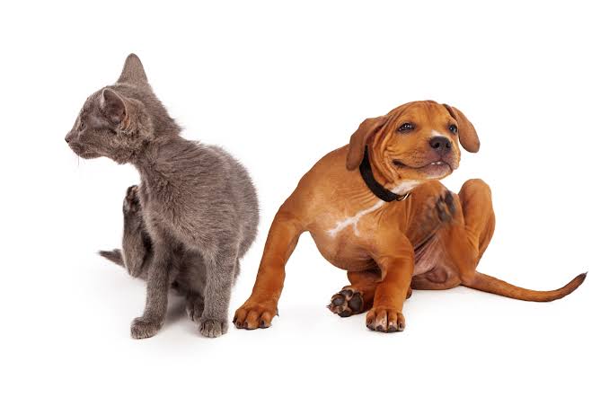 The Ultimate Dog Flea