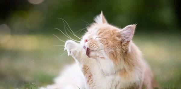 The Ultimate Cat Flea