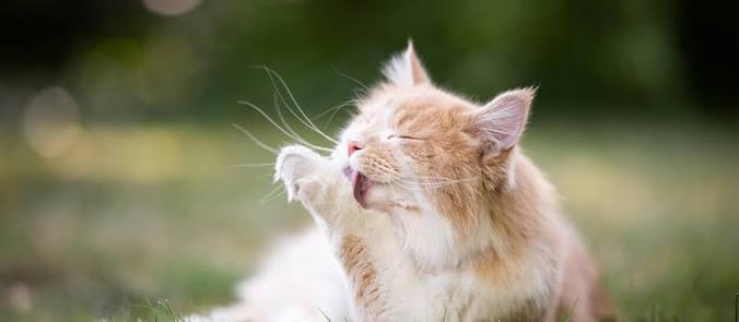 The Ultimate Cat Flea