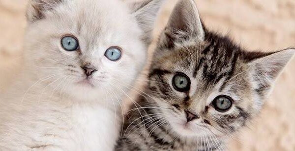 Cat Adoption: Everything You Need to Know Before Adopting a Cat