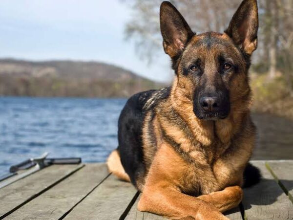 Popular German Dog Breeds