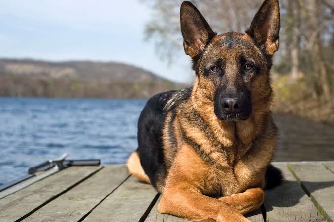 Popular German Dog Breeds