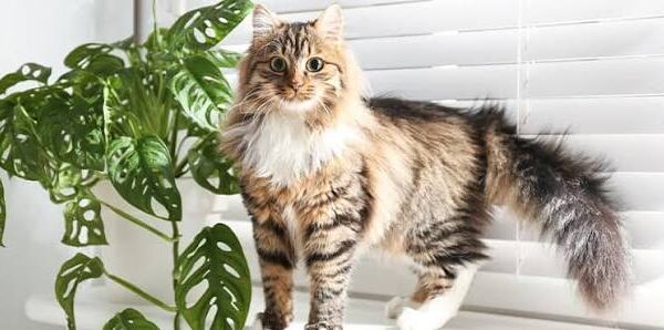 14 Popular Indoor Plants That Are Toxic to Cats