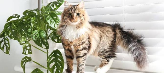 14 Popular Indoor Plants That Are Toxic to Cats