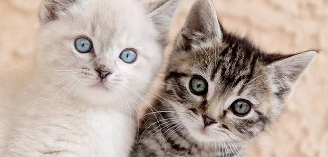 Cat Adoption: Everything You Need to Know Before Adopting a Cat