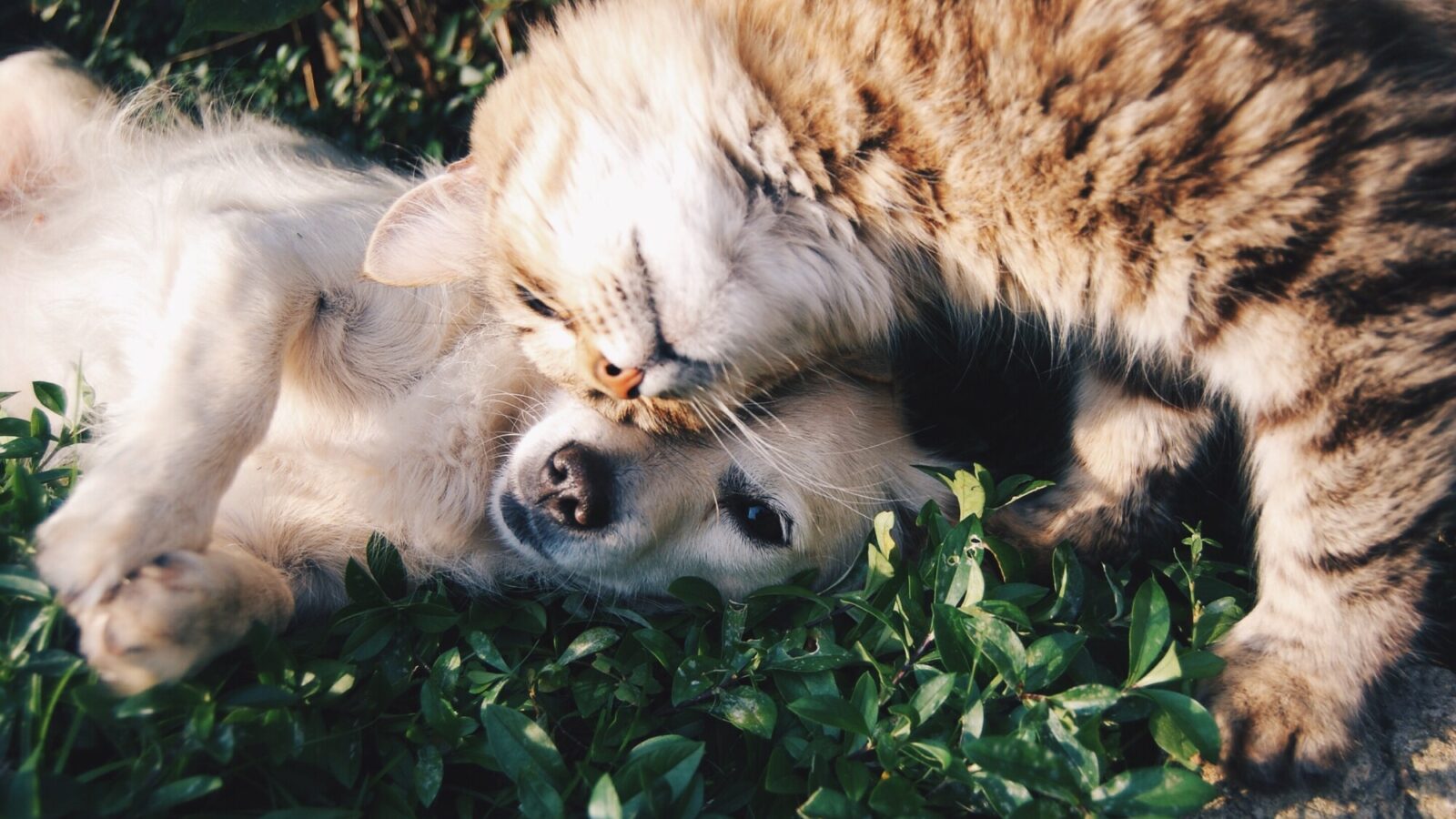 10 Common Pet Care Mistakes You Should Avoid