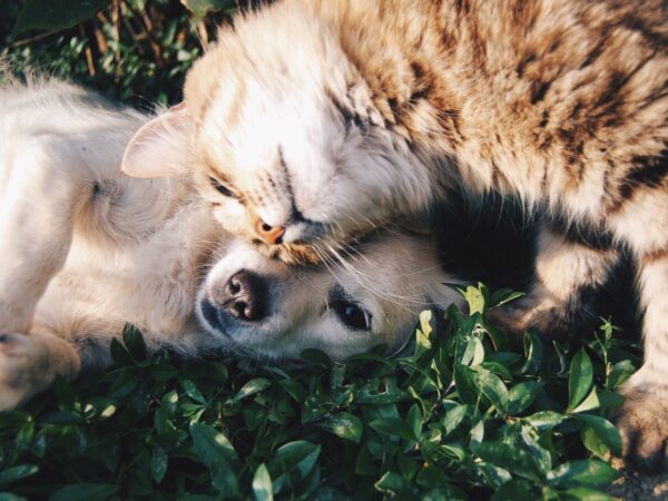 10 Common Pet Care Mistakes You Should Avoid