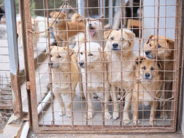 Find the Right Pet for Your Family: A Pet Adoption Guide