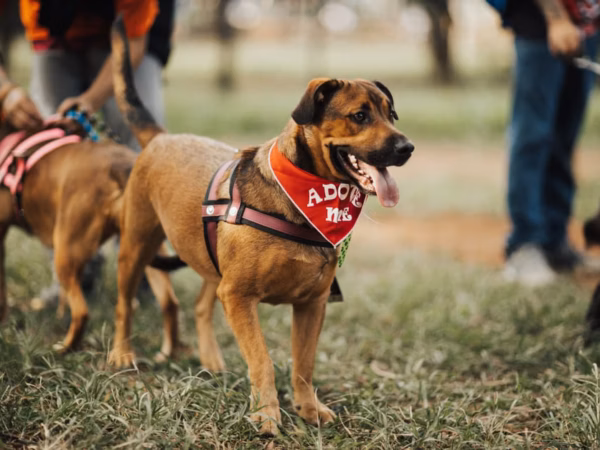 How to Adopt a Pet : A Complete Guide for First-Time Adopters
