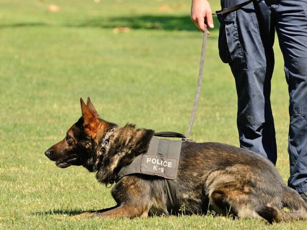 German Dog with police
