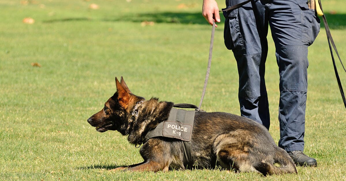 German Dog with police